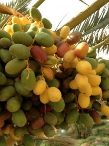 jual kurma muda manis kota solo