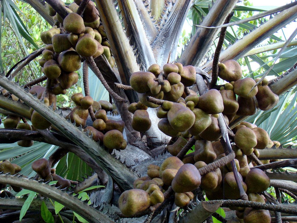 pohon buah zuriat